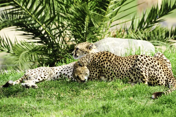 Två geparder — Stockfoto