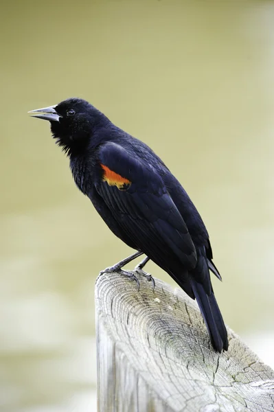 Červená okřídlená blackbird — Stock fotografie