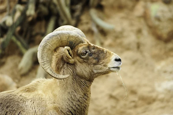 Woestijn grote hoorn schapen — Stockfoto