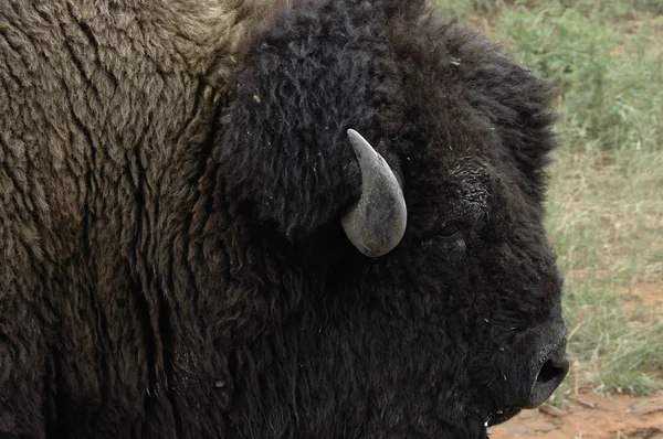 Amerikan bizonu — Stok fotoğraf