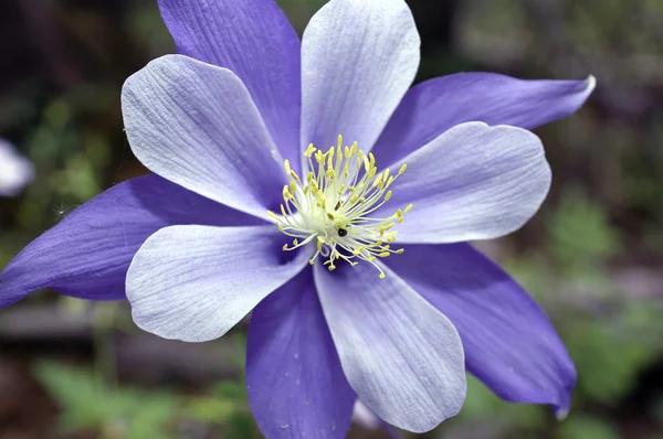 stock image Columbine