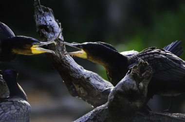 Beyaz göğüslü Cormorants bir tartışma