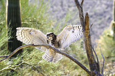 Great Horned Owl clipart