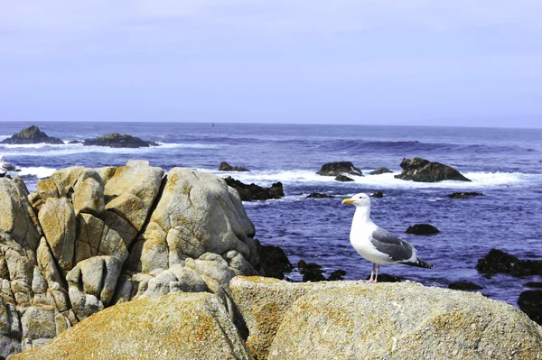 Морская чайка у океана — стоковое фото