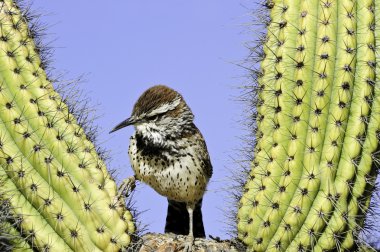 Cactus Wren clipart