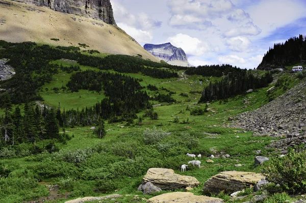 Stock image Mountain goats grazing