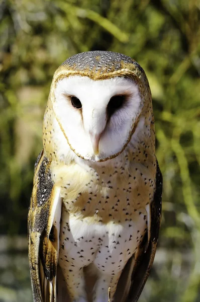 stock image Barn Owl