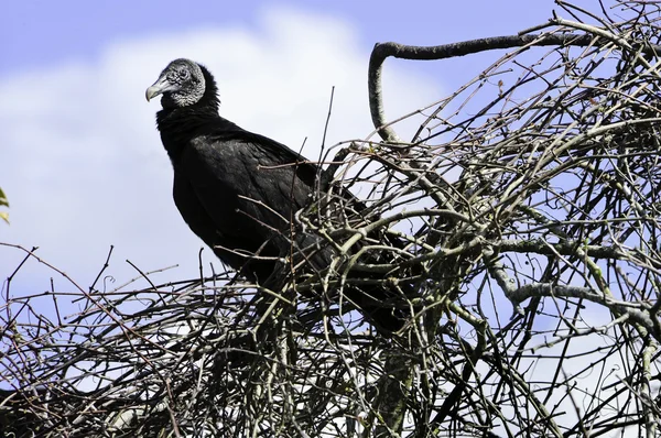 黑秃鹫 — 图库照片