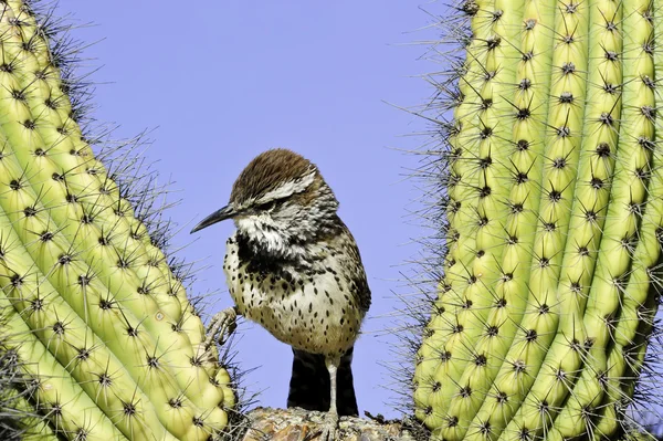 Wren de cactus — Foto de Stock