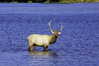 Elk with tongue sticking out