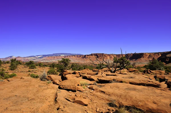 Rocas rojas y desierto — Foto de Stock
