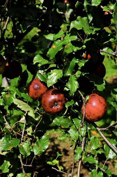 Крабовые яблоки — стоковое фото