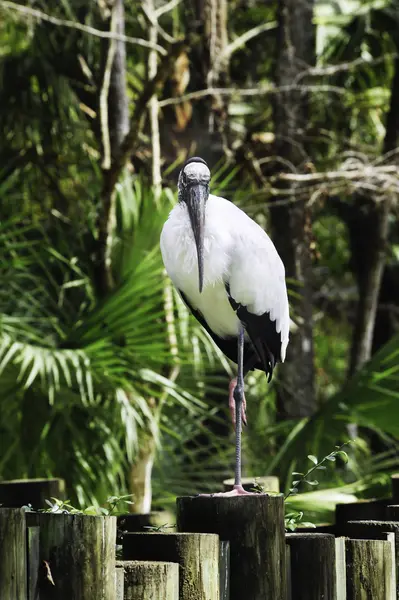 Amerikansk ibisstork — Stockfoto