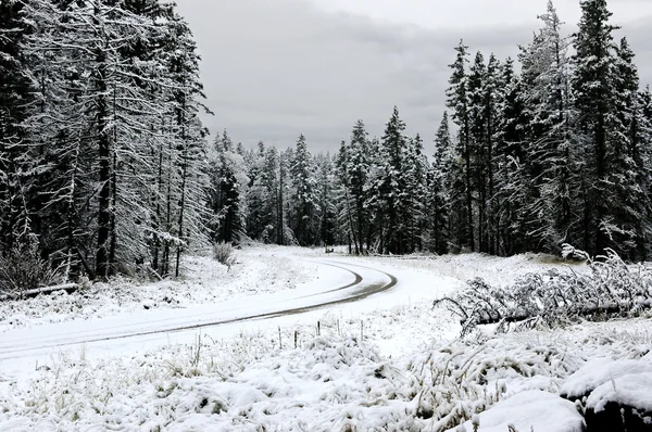 Bosweg in de winter Stockfoto