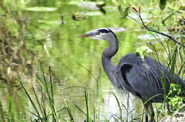 Great Blue Heron clipart