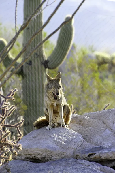 Kojot ziewanie — Zdjęcie stockowe