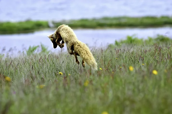 Een rode vos springen — Stockfoto