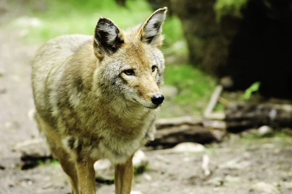 Czujny kojot — Zdjęcie stockowe