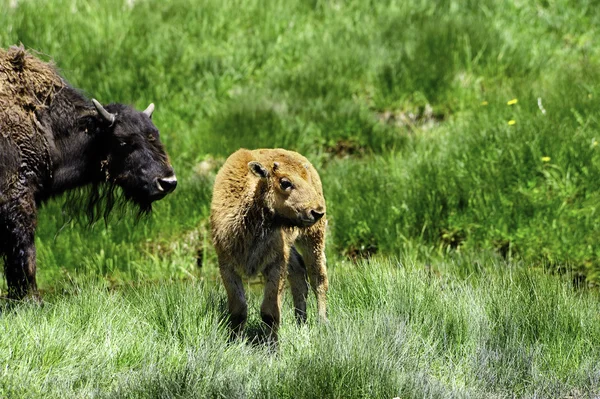 Baby Buffalo — Stock fotografie