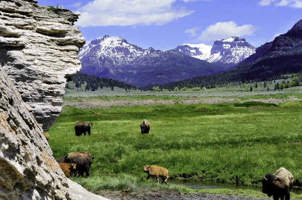 Herd of Buffalo — Stock Photo, Image