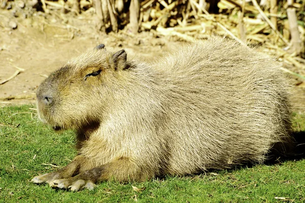 Capibara. —  Fotos de Stock