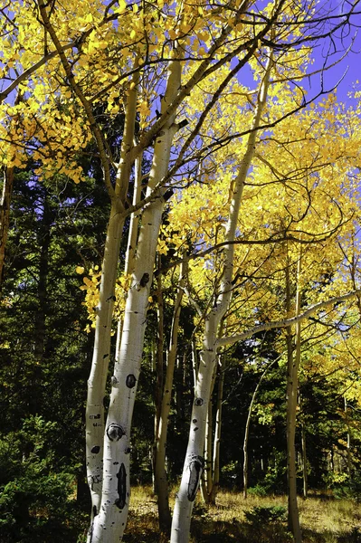 Aspens zwrotnym żółty jesienią — Zdjęcie stockowe