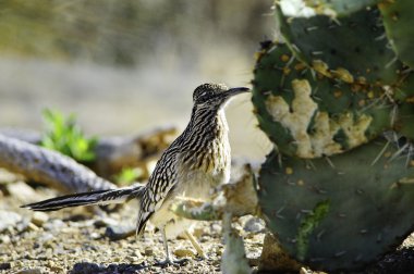 Roadrunner