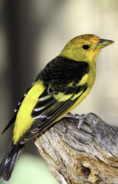 Western Tanager clipart