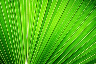 Chusan Palm Leaf section