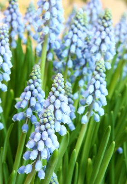 Hyacinthus orientalis