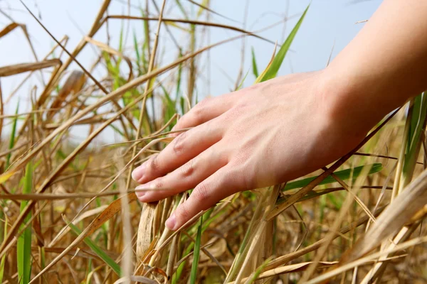Nahaufnahme der Hand eines Mannes, der das Gras berührt und die Natur spürt — Stockfoto