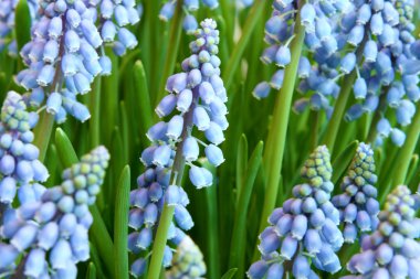 Hyacinthus orientalis