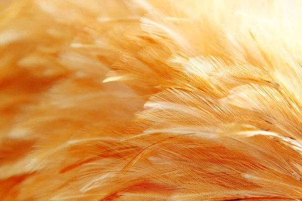 stock image Bright feathers group of some bird