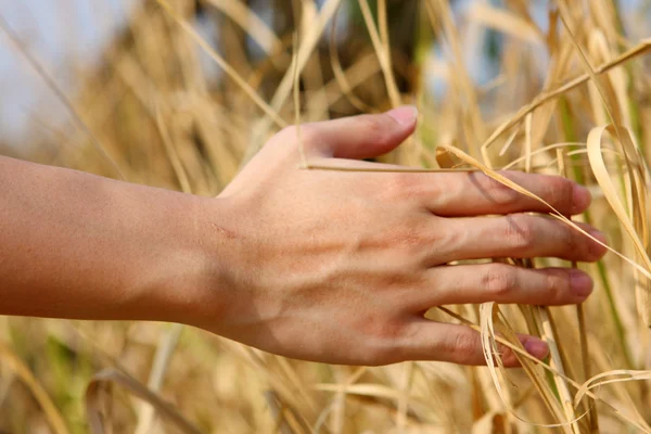 Gros plan de la main d'un homme touchant l'herbe, 'ressentir la nature — Photo