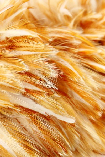 Stock image Bright feathers group of some bird