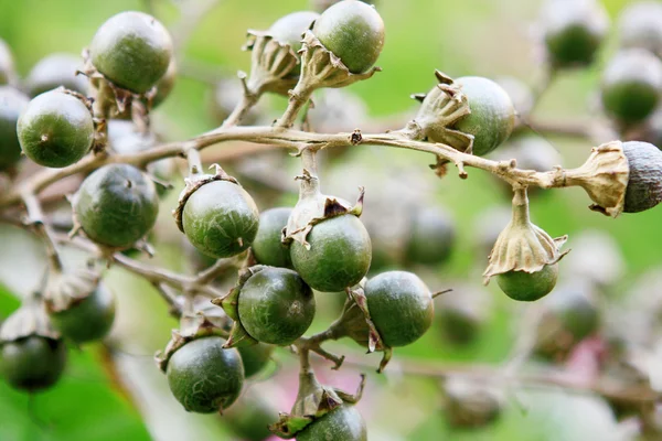Rostoucí zelené ovoce — Stock fotografie