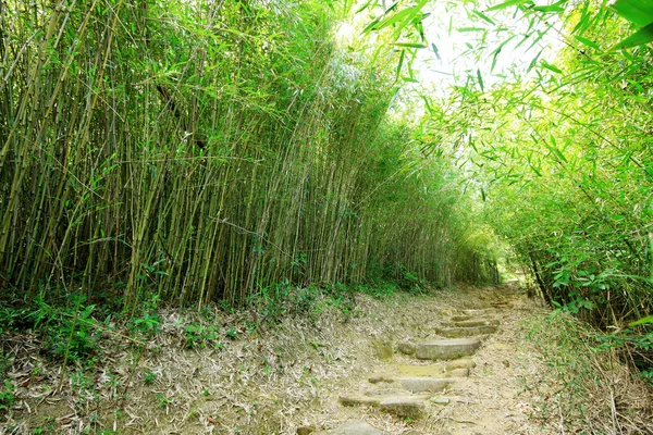Grüner Bambuswald -- ein Pfad führt durch einen üppigen Bambuswald — Stockfoto