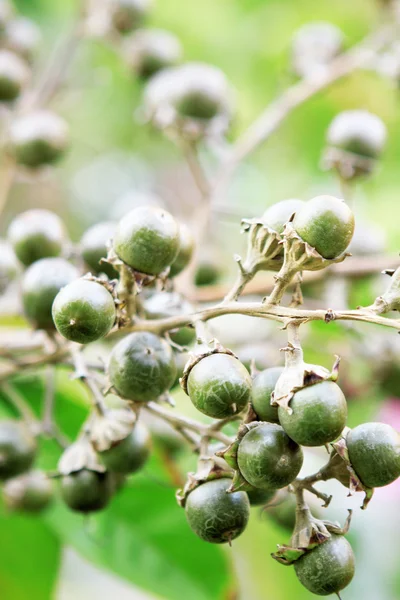 Rostoucí zelené ovoce — Stock fotografie