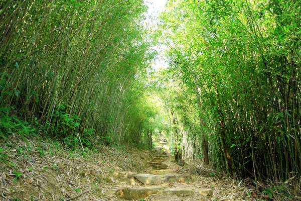 Groene bamboebos--een pad leidt via een weelderige bamboebos — Stockfoto