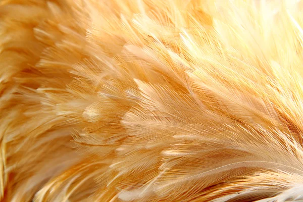 stock image Bright feathers group of some bird