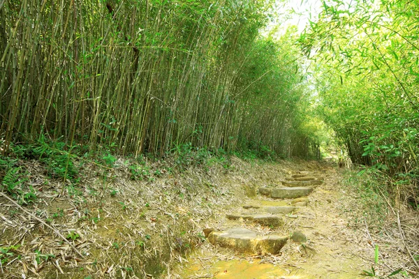 Bosque de bambú verde - un camino conduce a través de un bosque de bambú exuberante —  Fotos de Stock