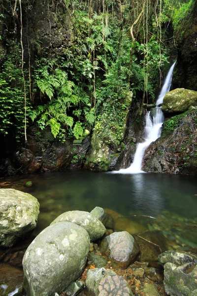 열대우림에 연못으로 그것의 방법을 만들고 폭포 — 스톡 사진