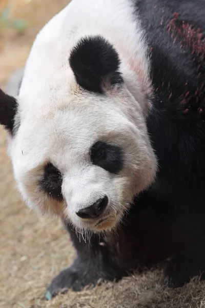 Obří panda kráčí — Stock fotografie