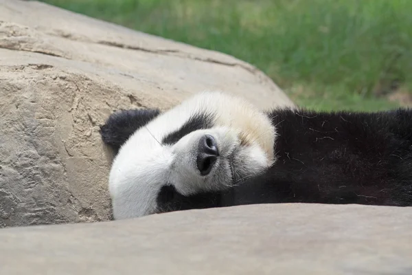 Slapende panda — Stockfoto