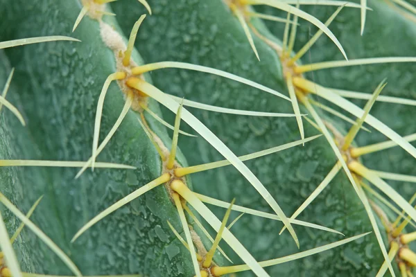 Pianta astratta di cactus — Foto Stock