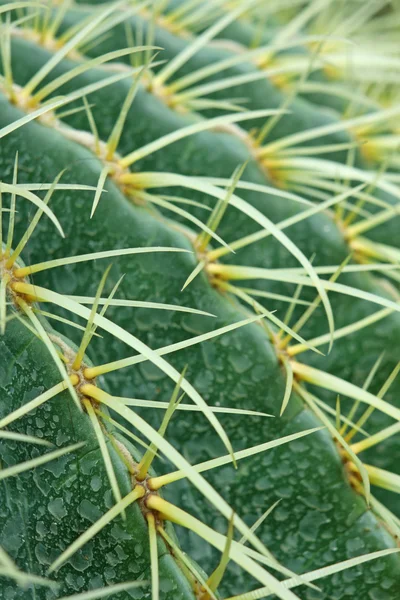 Pianta astratta di cactus — Foto Stock