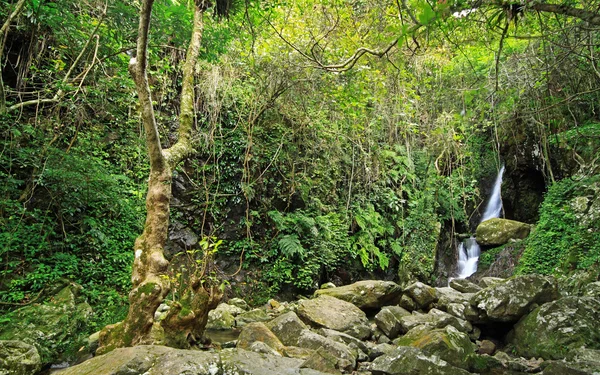 Verborgen regenwoud waterval met weelderig loof en mossy rotsen — Stockfoto