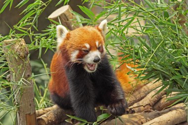 Red Panda clipart