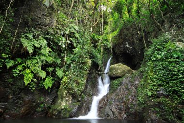 Hidden rain forest waterfall with lush foliage and mossy rocks clipart