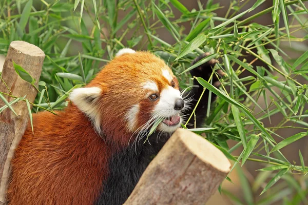 Красная панда — стоковое фото
